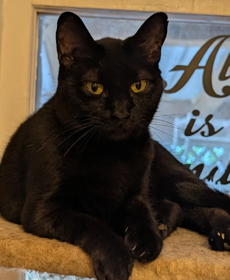 An adult medium-sized female Black Domestic Short Hair cat named Mama May for adoption in Pompano Beach, FL
