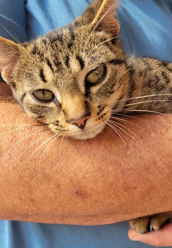 A young small-sized male Brown / Chocolate Domestic Short Hair cat named Jax for adoption in Wolfe City, TX