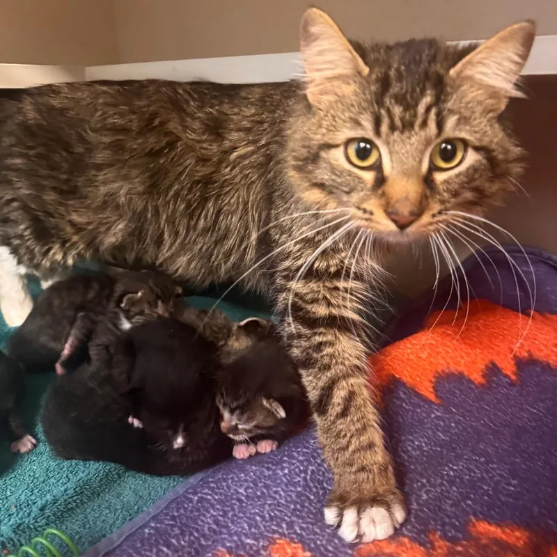 A baby small-sized female Brown / Chocolate Domestic Medium Hair cat named Angel Face for adoption in Wheeling, IL