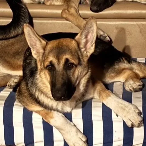 Miss Piggy Aw thumbnail 3