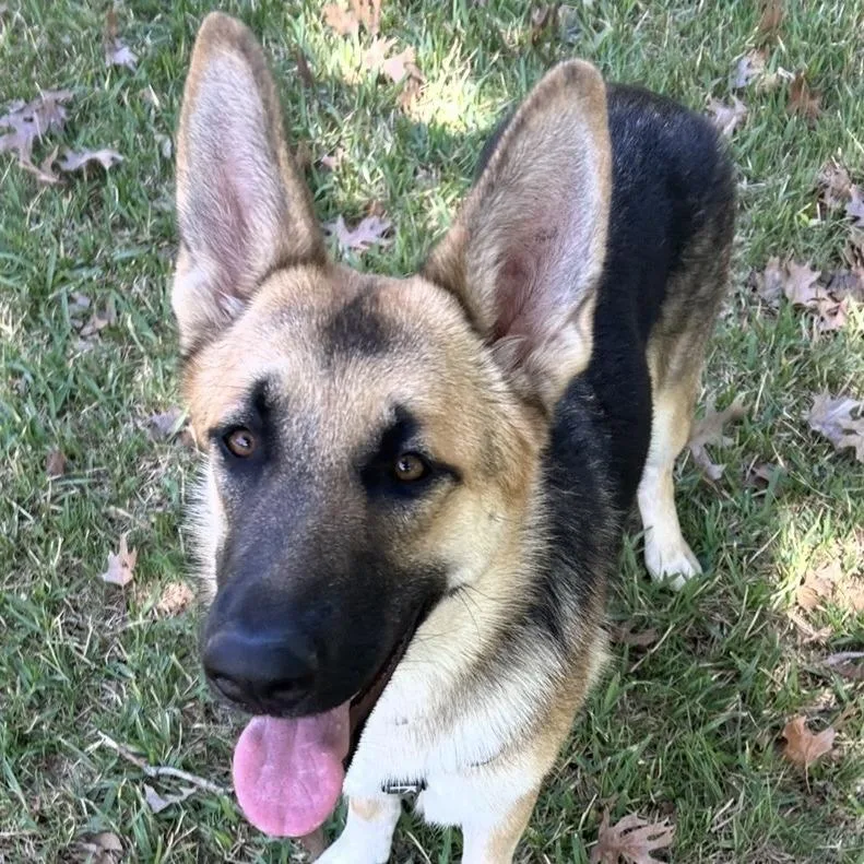 Miss Piggy Aw thumbnail 4