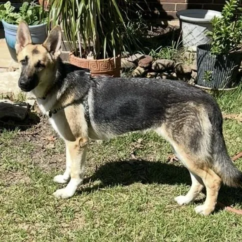 Miss Piggy Aw thumbnail 5