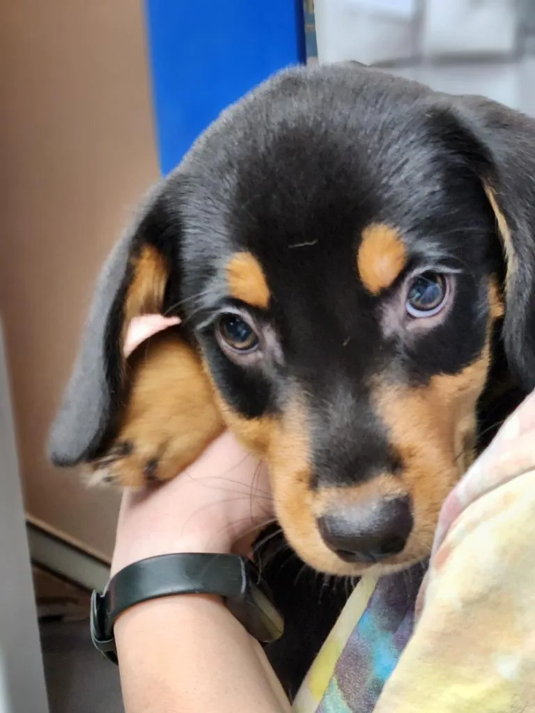 VeggieTales Puppies