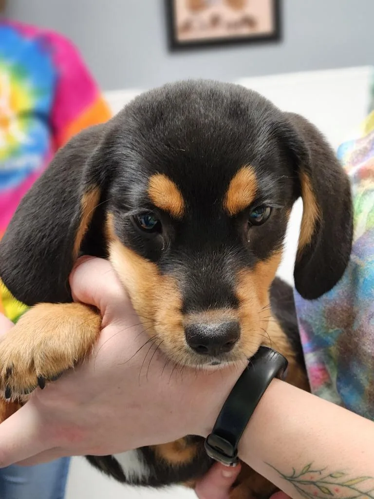 VeggieTales Puppies thumbnail 2