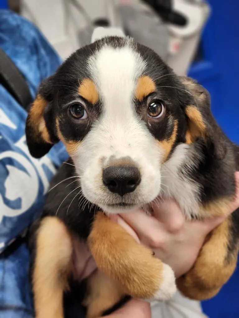 VeggieTales Puppies thumbnail 4