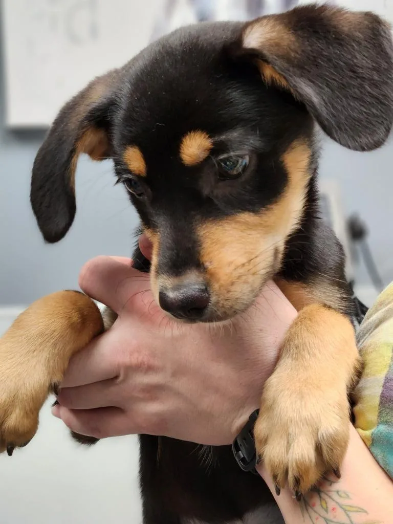 VeggieTales Puppies thumbnail 5