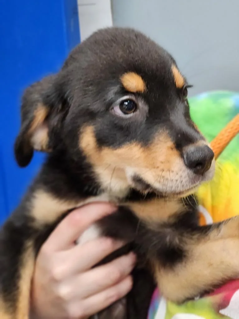 VeggieTales Puppies thumbnail 6