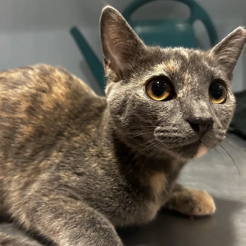 A baby small-sized female Tortoiseshell Domestic Short Hair cat named Lily for adoption in Chattanooga, TN
