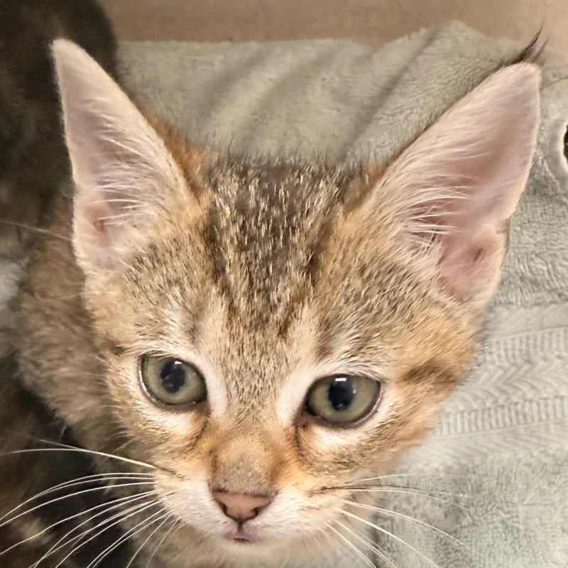 A baby small-sized female Torbie Domestic Short Hair cat named Karen for adoption in Evansville, IN