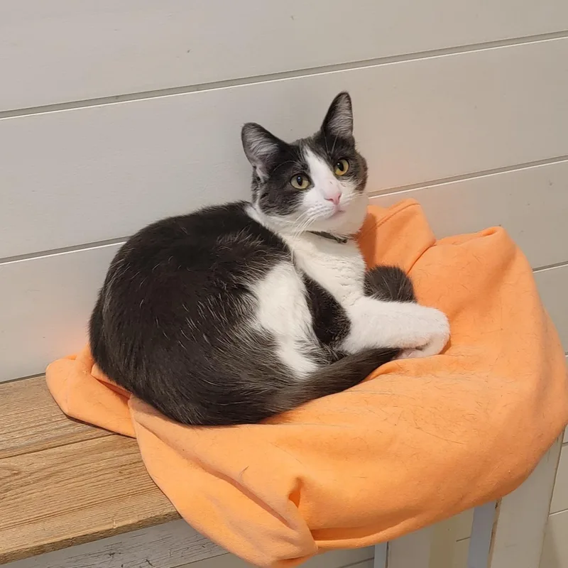 Sevenurgent thumbnail 2