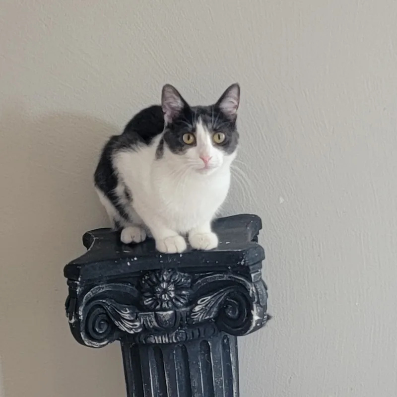 Sevenurgent thumbnail 3