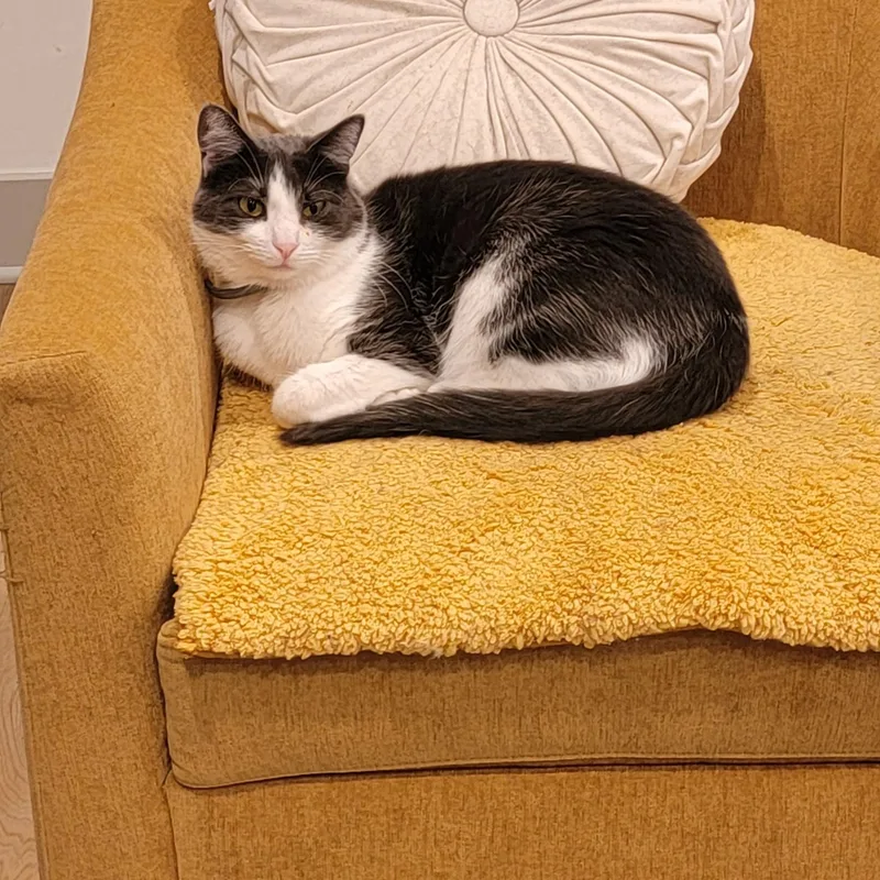 Sevenurgent thumbnail 4