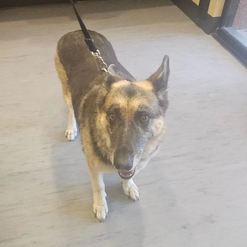 An adult large-sized female Black German Shepherd Dog dog named Cecilia for adoption in Palm Springs, CA