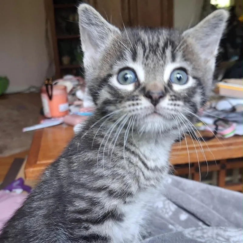 A baby medium-sized male Domestic Short Hair cat named Scuba for adoption in Port Washington, WI