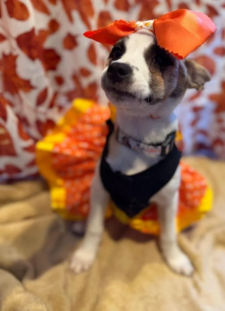 A baby small-sized female Chihuahua dog named Crayon for adoption in Scranton, PA