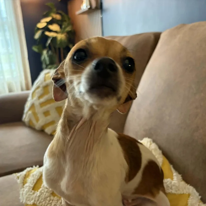 A young small-sized female Chihuahua dog named Mila for adoption in Brockport, NY