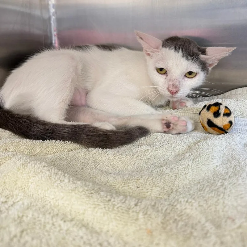 A young medium-sized female White Domestic Short Hair cat named Jolene for adoption in Long Beach, CA