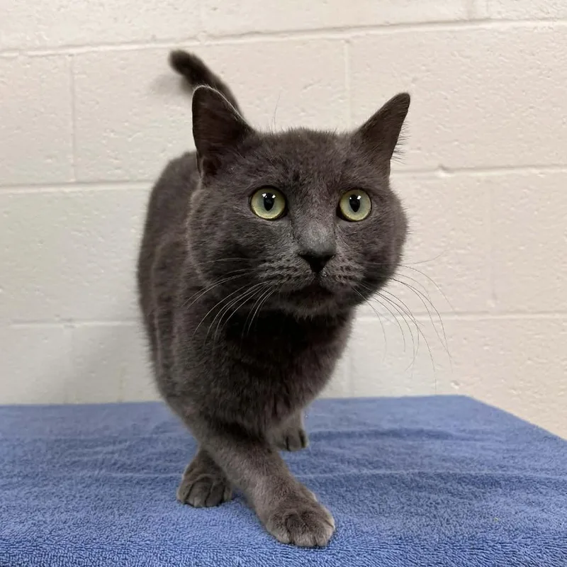 A young medium-sized male Gray / Blue / Silver Domestic Short Hair cat named Svasstray for adoption in Lyndhurst, VA