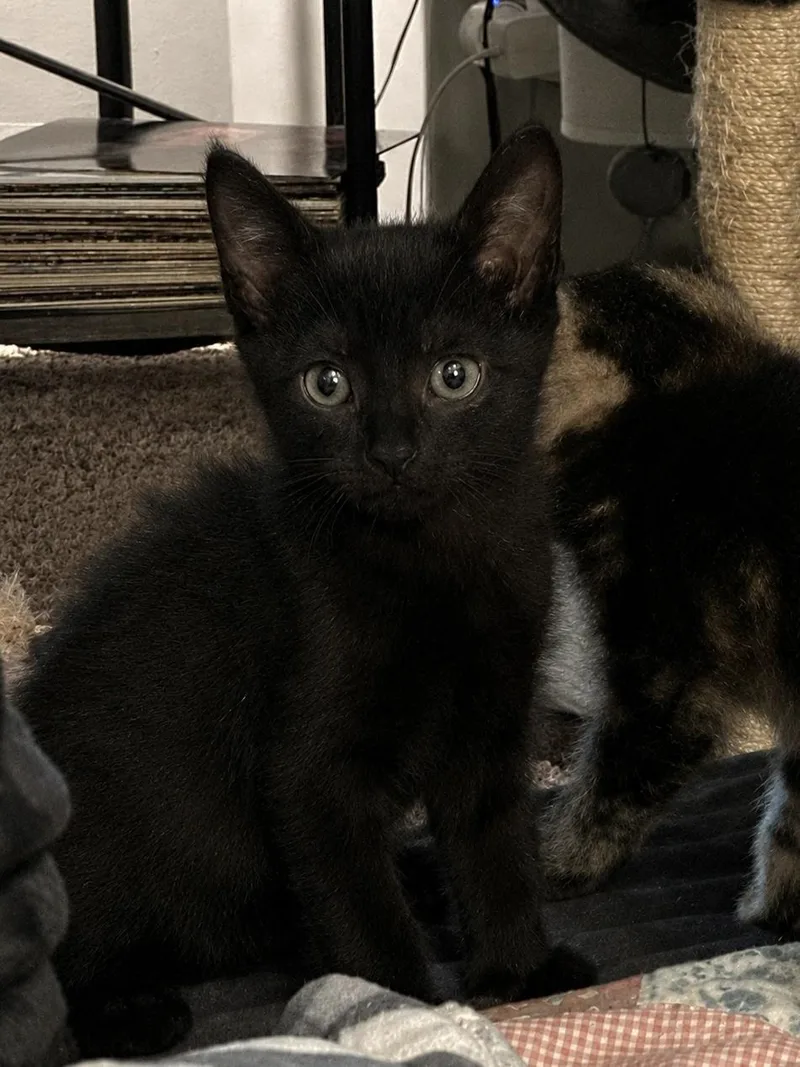 A baby small-sized male Domestic Short Hair cat named Wybie for adoption in Randolph, AL