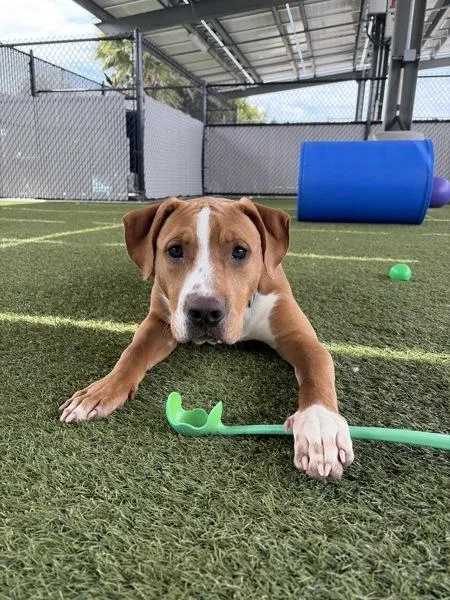 A young large-sized male Pit Bull Terrier dog named Red for adoption in San Diego, CA