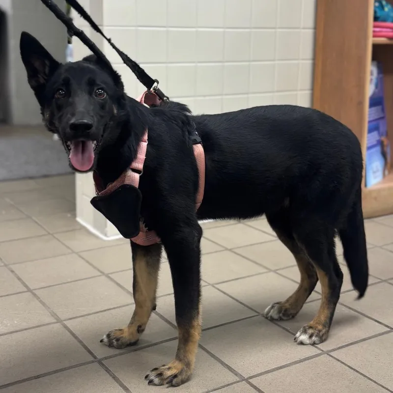 A young medium-sized female Black German Shepherd Dog dog named Mila for adoption in Marshalltown, IA