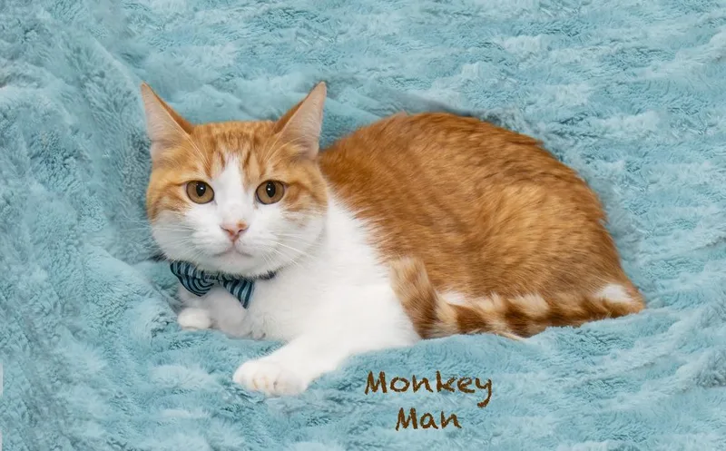 An adult large-sized male Domestic Short Hair cat named Monkey Man for adoption in Hot Springs Village, AR
