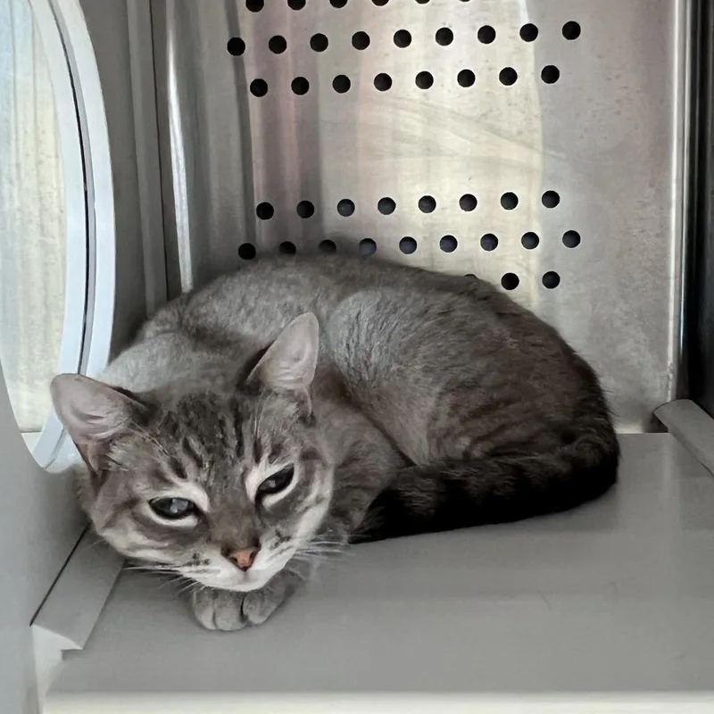 A young small-sized male Gray / Blue / Silver Siamese cat named Clyde for adoption in Houston, TX