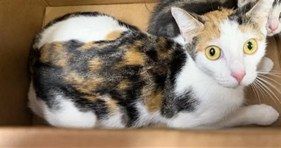 An adult medium-sized female Domestic Medium Hair cat named Nyla for adoption in Jacksonville, FL