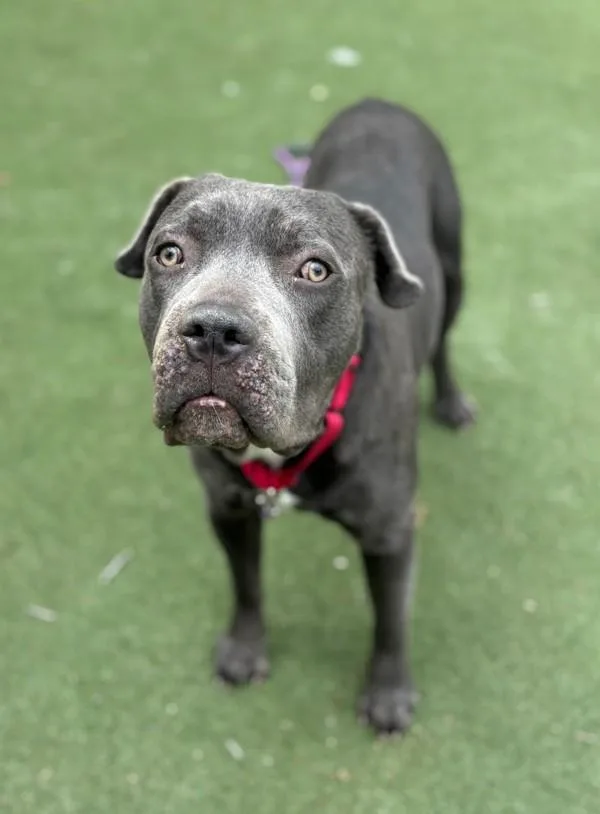 A young extra large-sized male Cane Corso dog named Moose for adoption in Oceanside, CA