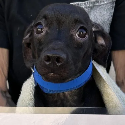 An adult small-sized male Black Chihuahua dog named Panda for adoption in San Gabriel, CA