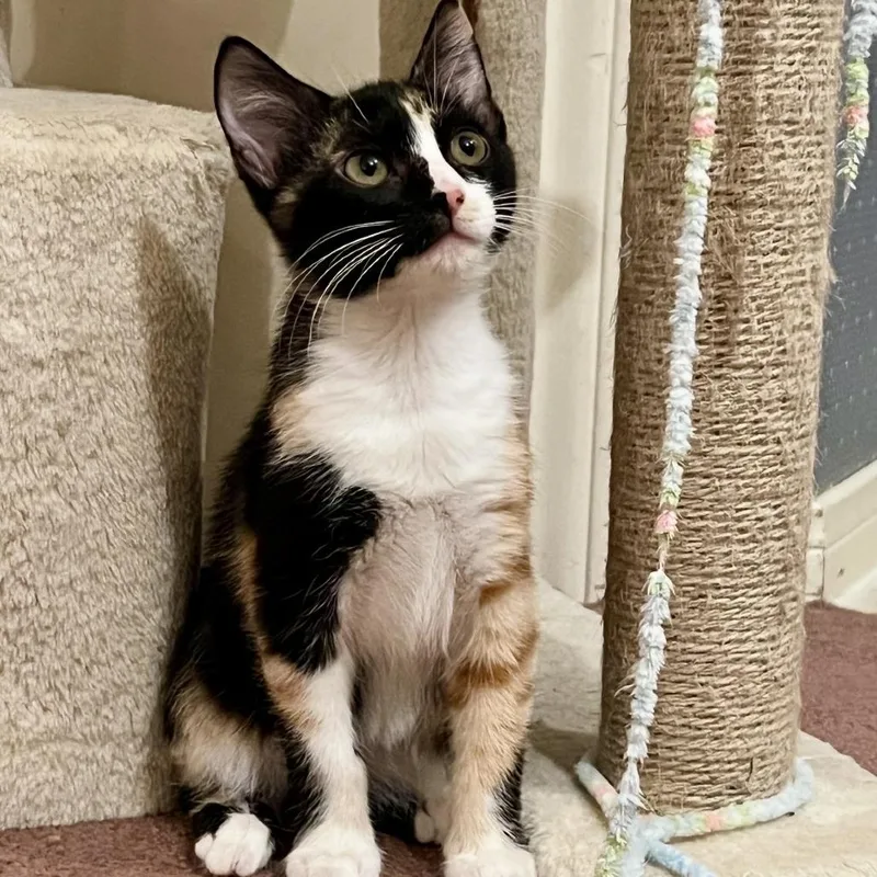 A baby small-sized female Black Domestic Short Hair cat named Felicia for adoption in Austin, TX