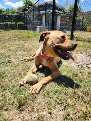 A young medium-sized female Terrier dog named Skelly for adoption in Conway, SC