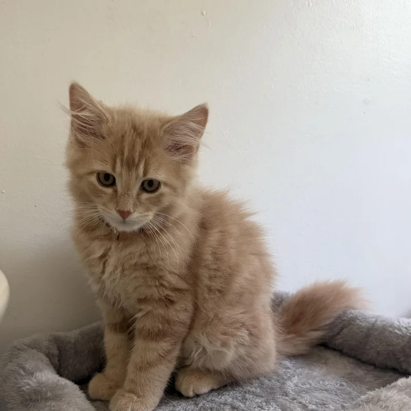 A baby medium-sized male Orange & White Tabby cat named Butterscotch for adoption in Kenhorst, PA