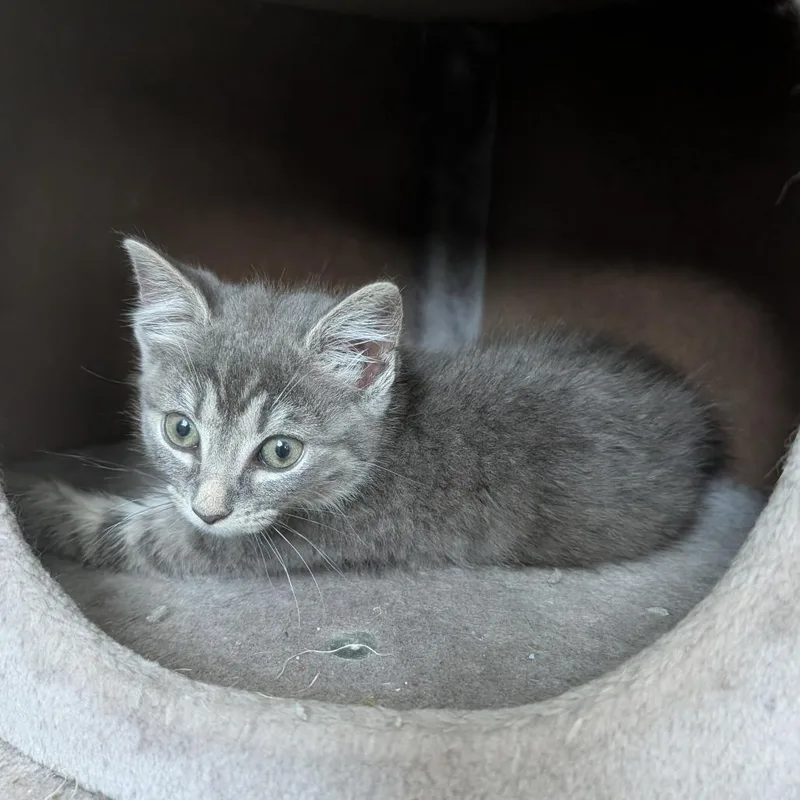 A baby small-sized male Gray / Blue / Silver Domestic Short Hair cat named Cookies & Cream in for adoption in Alexandria, VA
