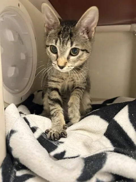 A young medium-sized female Brown / Chocolate Domestic Short Hair cat named Greta for adoption in Fort Collins, CO
