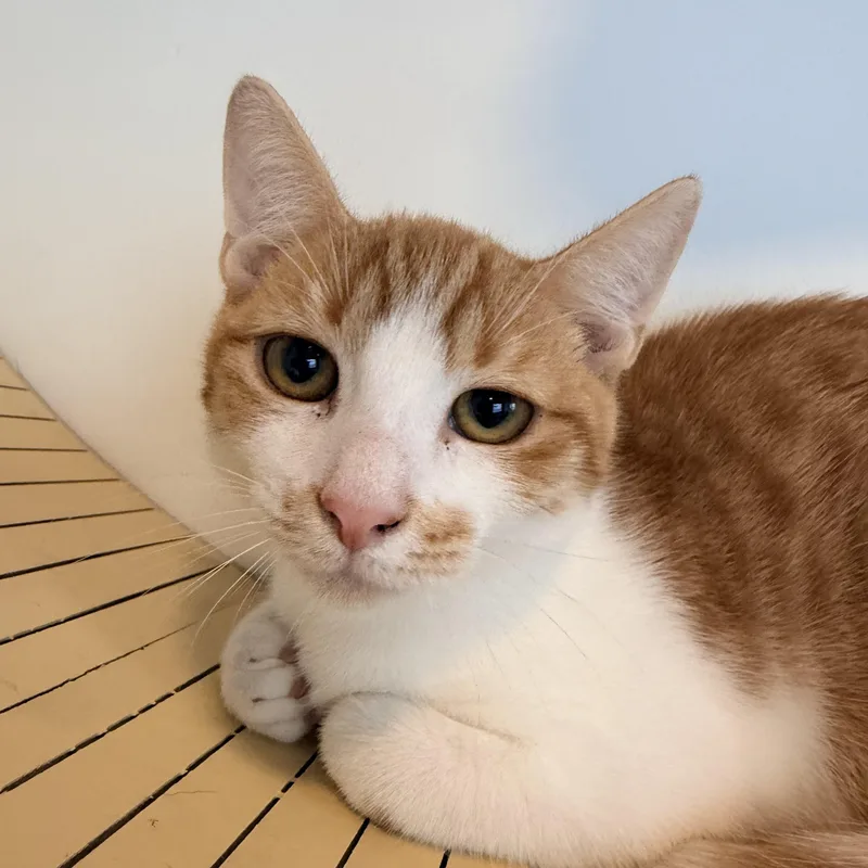 A baby small-sized male Tabby (Orange / Red) Domestic Short Hair cat named Mammoth for adoption in Bellmawr, NJ