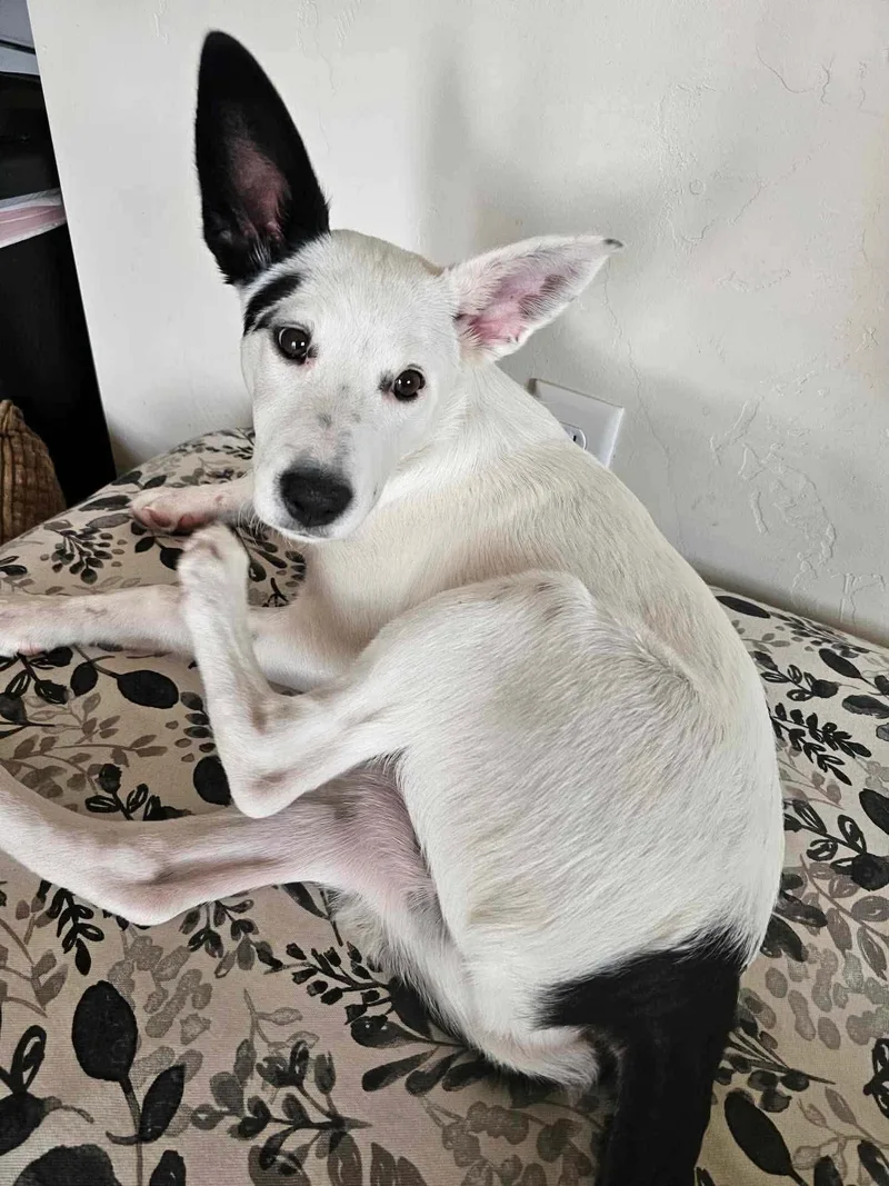 A baby medium-sized female White / Cream Australian Cattle Dog / Blue Heeler dog named Zoey for adoption in Bend, OR