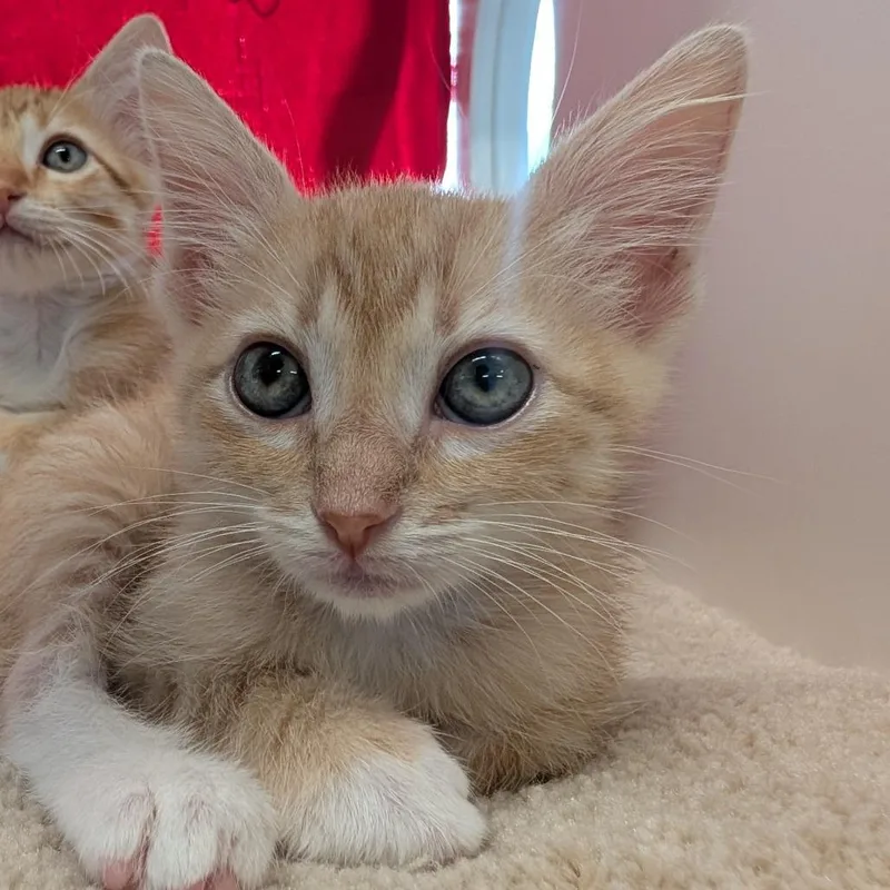A baby small-sized male Orange / Red Domestic Short Hair cat named Valencia for adoption in League City, TX