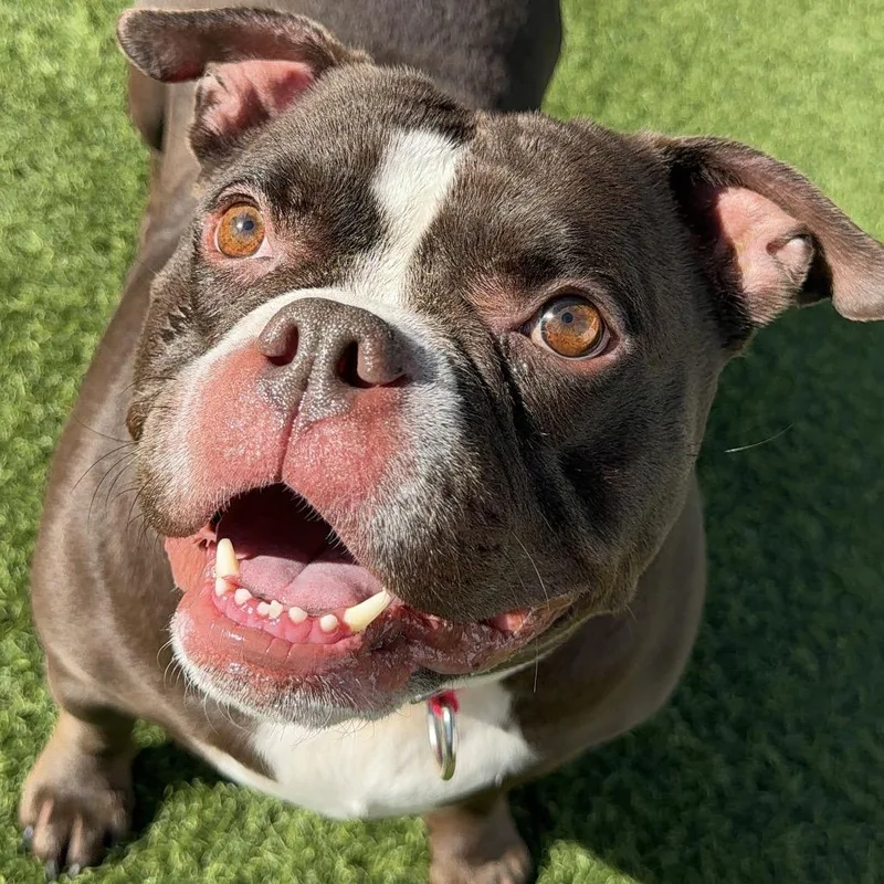 An adult large-sized female Brown / Chocolate American Staffordshire Terrier dog named Peaches A for adoption in Mission Hills, CA