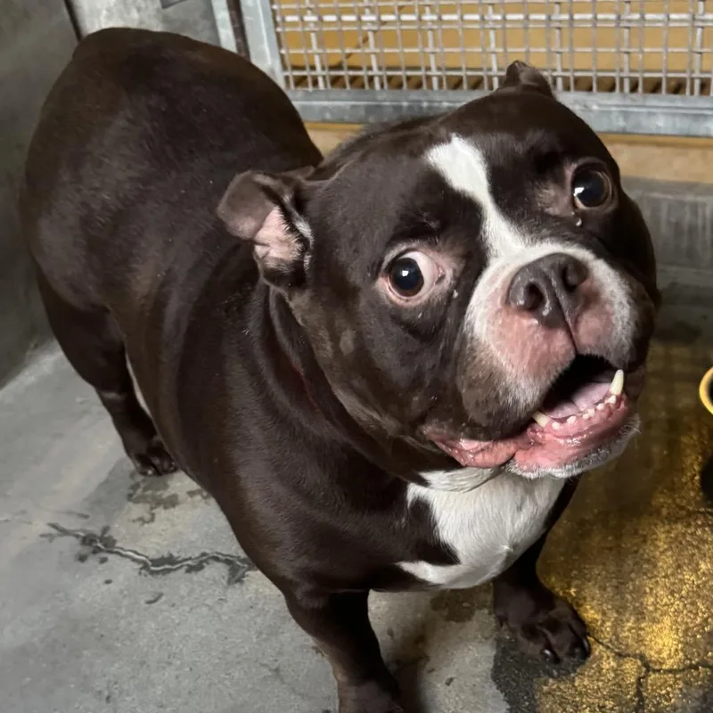 Peaches A thumbnail 3