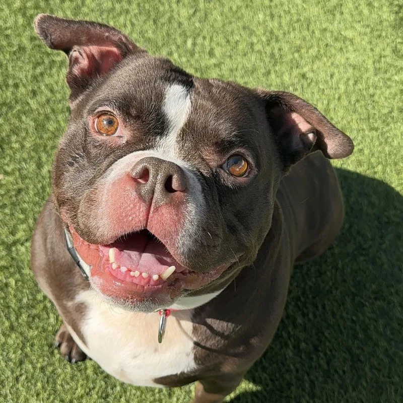 Peaches A thumbnail 4