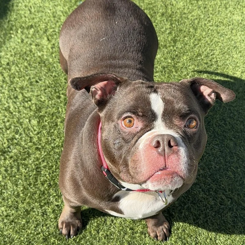 Peaches A thumbnail 6