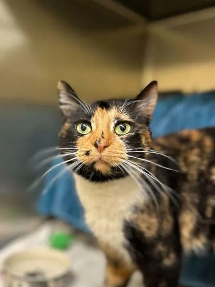 An adult large-sized female Domestic Short Hair cat named Chessie for adoption in Munster, IN