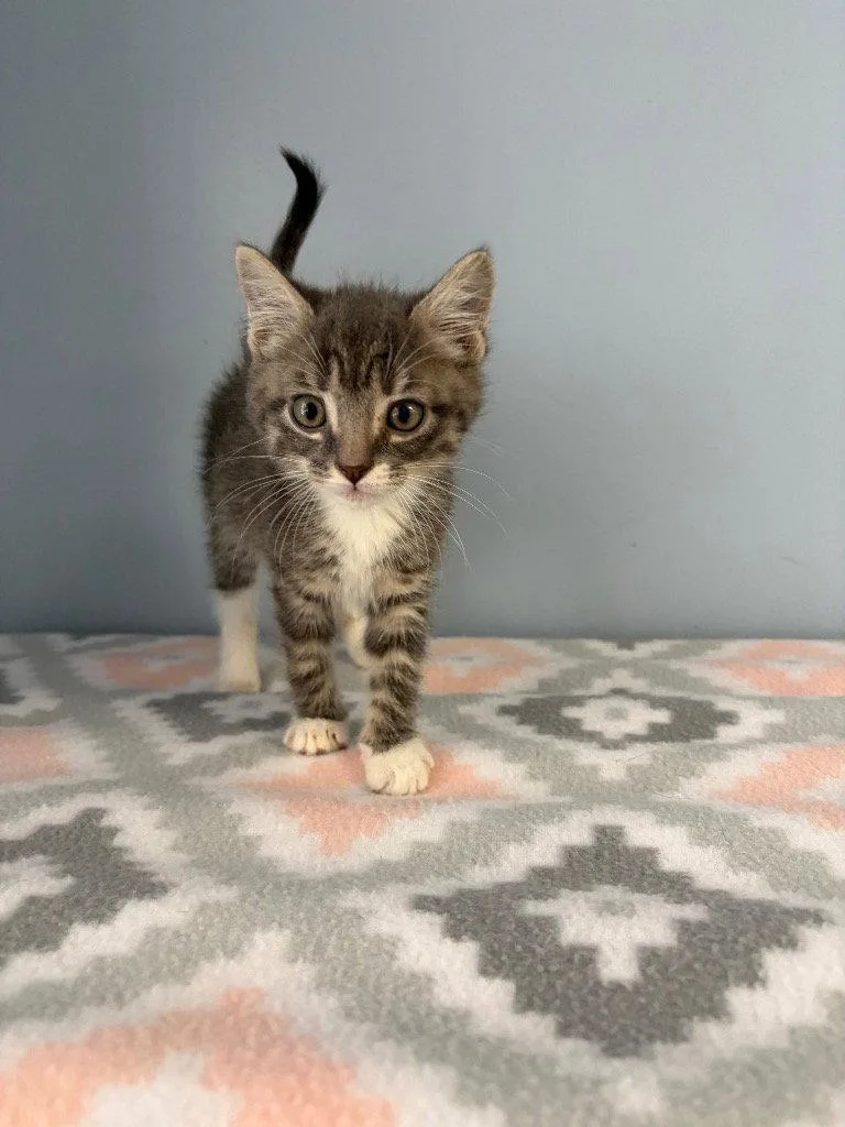 A baby small-sized male Domestic Short Hair cat named Eclair for adoption in Lovingston, VA