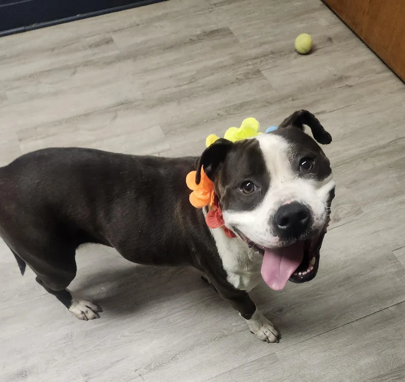 An adult large-sized female Black Pit Bull Terrier dog named Kimchi for adoption in Mansfield, OH