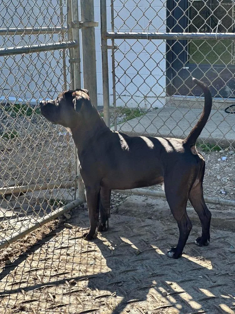 An adult medium-sized male Pit Bull Terrier dog named Pooh Bear for adoption in Marion, OH