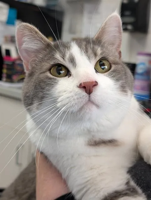 An adult small-sized male Domestic Short Hair cat named Pork Chop for adoption in Canfield, OH