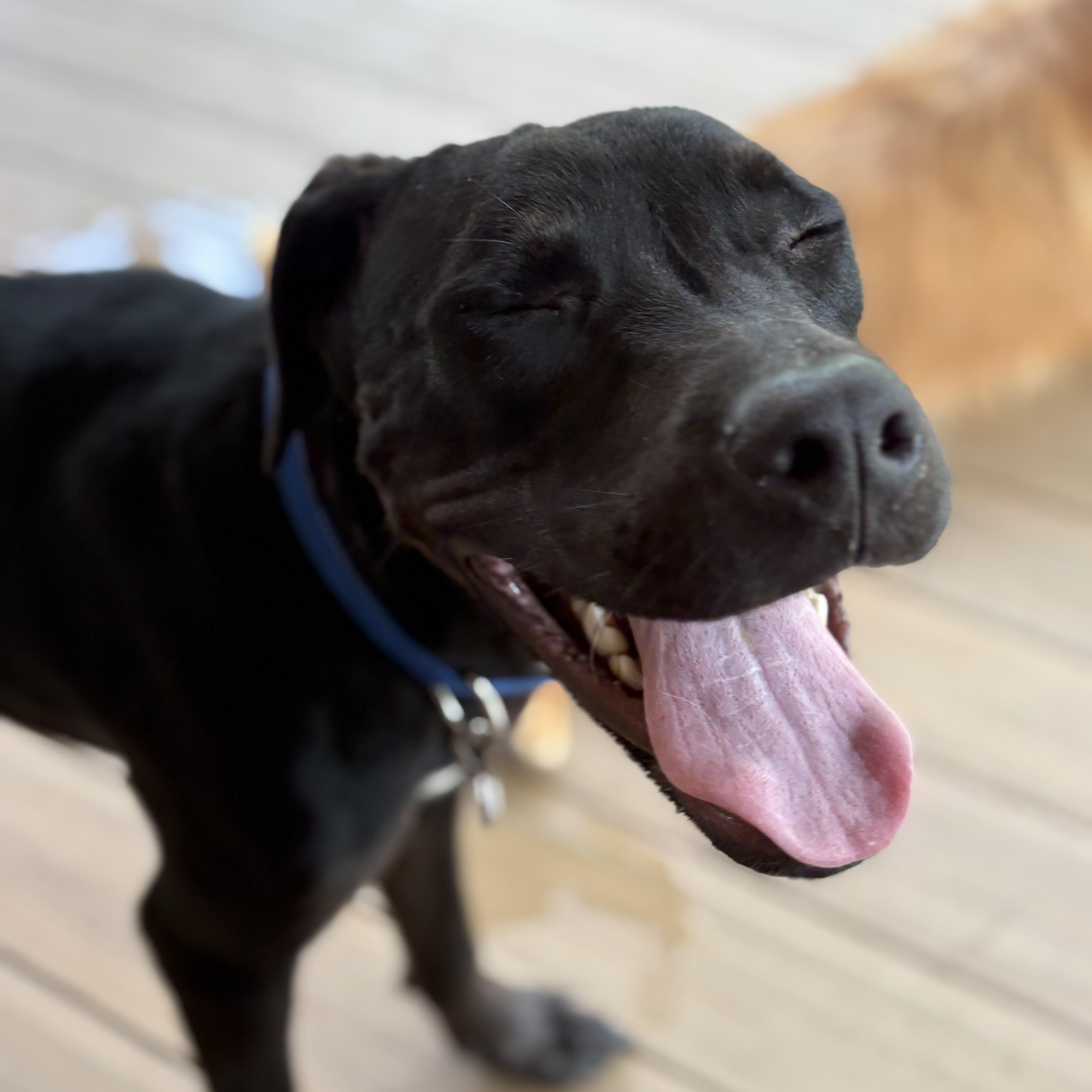 A young medium-sized male Labrador Retriever dog named Mr. Oreo for adoption in atlanta, GA