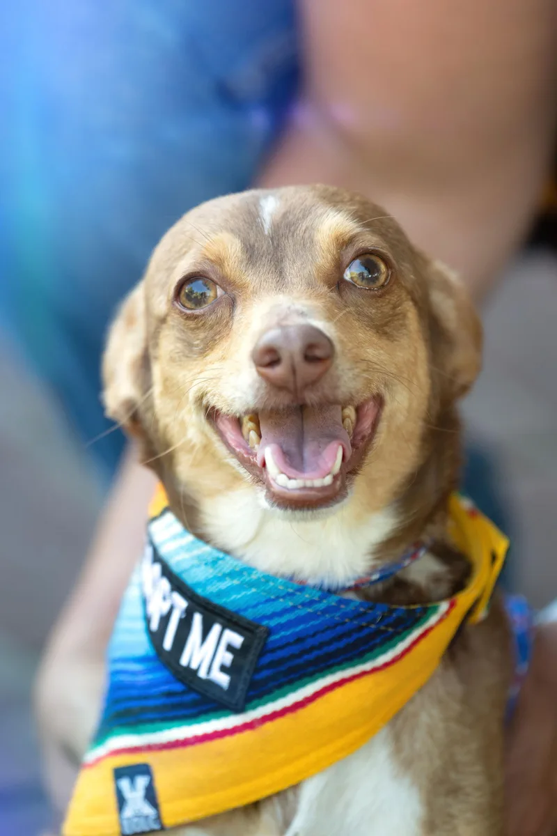An adult small-sized female Yellow / Tan / Blond / Fawn Chihuahua dog named Chapita for adoption in Santa Rosa, CA