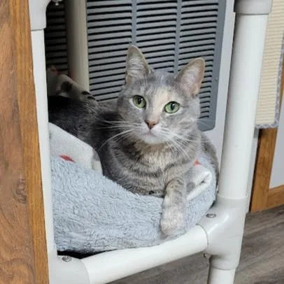 An adult medium-sized female Gray / Blue / Silver Domestic Short Hair cat named Rachel for adoption in Grand Island, NE